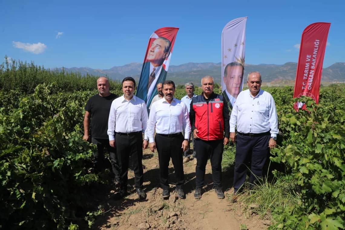 HATAY’DA 85 BİN TON ÜZÜM REKOLTESİ BEKLENİYOR